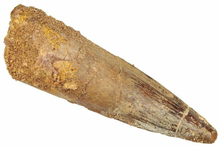 Fossil Spinosaurus Tooth - Real Dinosaur Tooth #357806